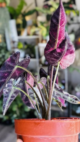 ALOCASIA BAMBINO PINK