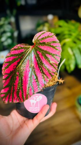 BEGONIA REX MIX VARIETIES