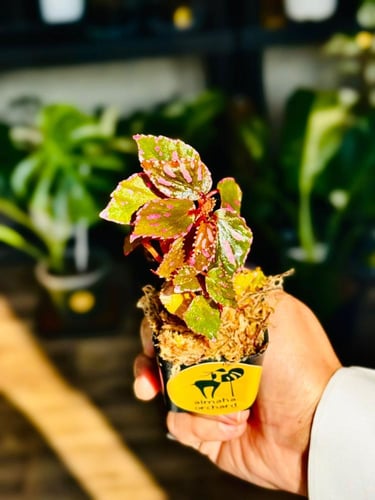 BEGONIA REX MIX VARIETIES