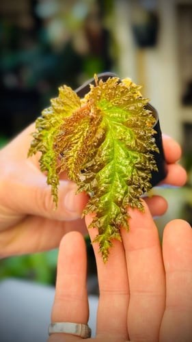 BEGONIA REX MIX VARIETIES