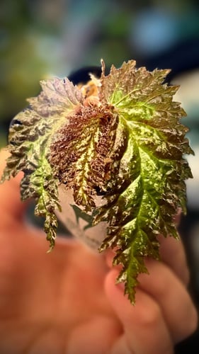 BEGONIA REX MIX VARIETIES