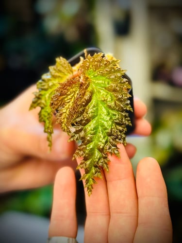 BEGONIA REX MIX VARIETIES