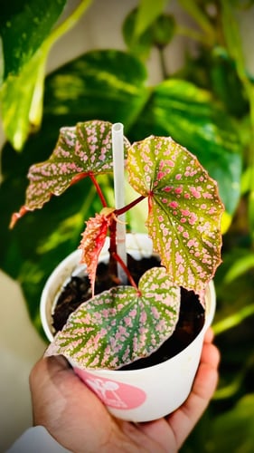 BEGONIA REX MIX VARIETIES