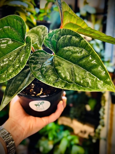 ANTHURIUM HYBRID MIX