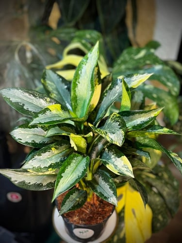 AGLAONEMA SUVARNABHU