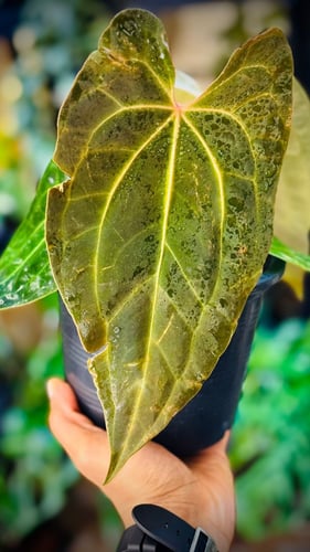 ANTHURIUM HYBRID MIX