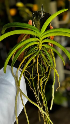 ASCOCENTRUM CHRISTENSONIANUM