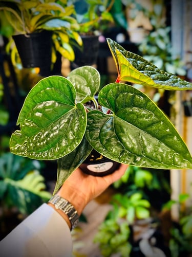 ANTHURIUM HYBRID MIX