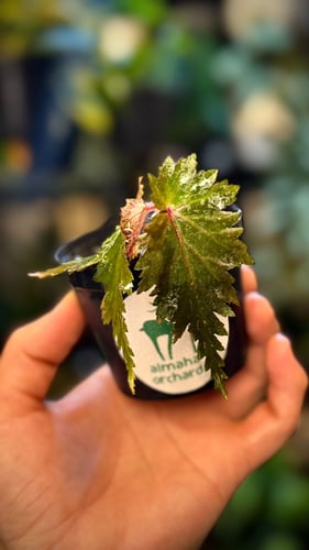 BEGONIA REX MIX VARIETIES