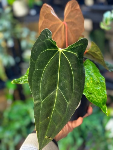 ANTHURIUM HYBRID MIX