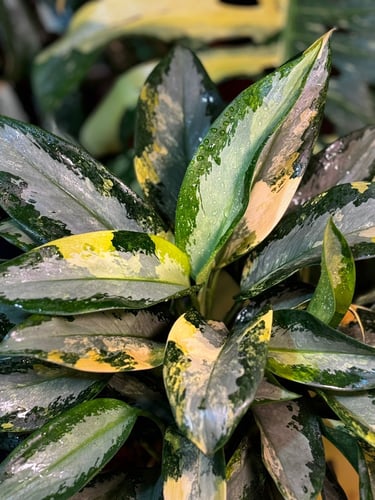 AGLAONEMA SUVARNABHU