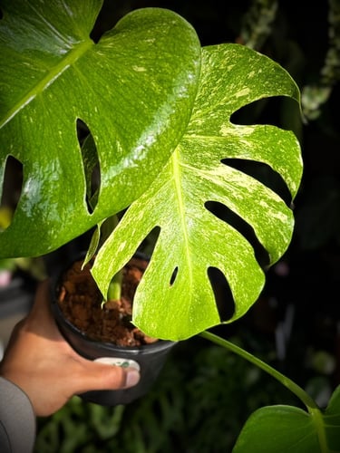 MONSTERA SILVER STAR