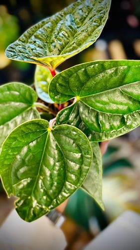 ANTHURIUM HYBRID MIX
