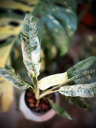 EPIPREMNUM GIGANTEUM