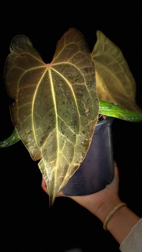 ANTHURIUM HYBRID MIX