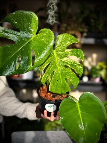 MONSTERA SILVER STAR