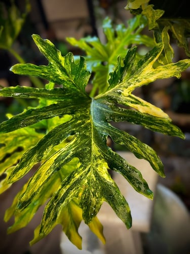 PHILODENDRON SELLOUM Variegated