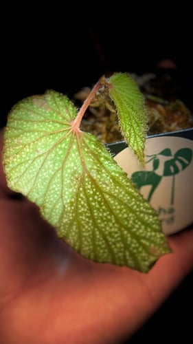 BEGONIA REX MIX VARIETIES