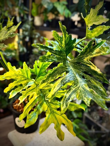 PHILODENDRON SELLOUM Variegated