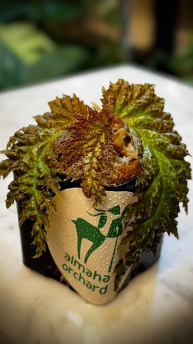 BEGONIA REX MIX VARIETIES