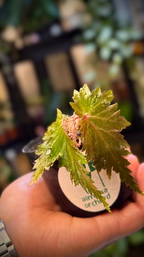 BEGONIA REX MIX VARIETIES