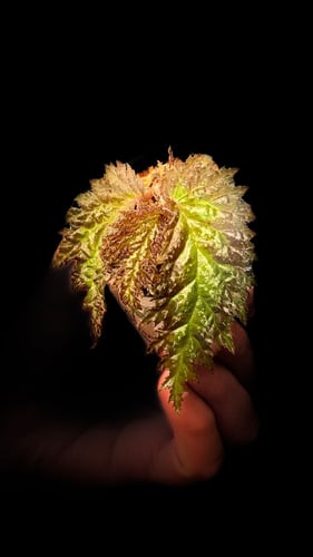 BEGONIA REX MIX VARIETIES