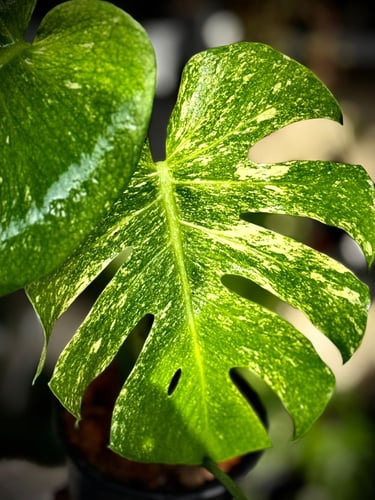 MONSTERA SILVER STAR