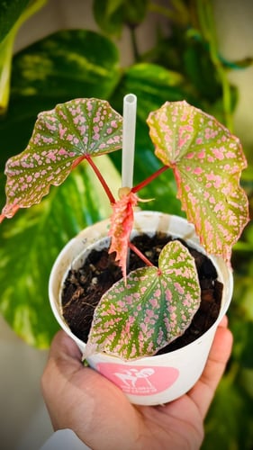 BEGONIA REX MIX VARIETIES