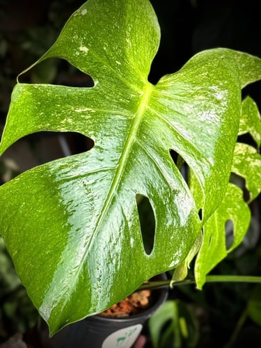 MONSTERA SILVER STAR
