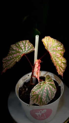 BEGONIA REX MIX VARIETIES