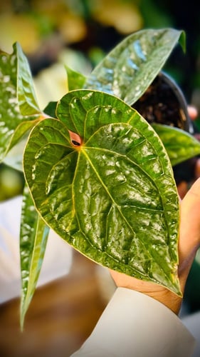 ANTHURIUM HYBRID MIX