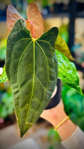 ANTHURIUM HYBRID MIX