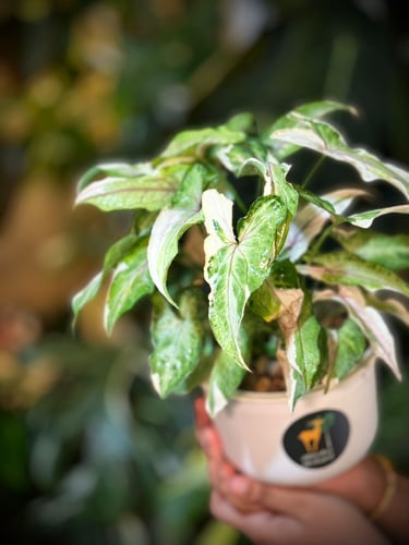 SYNGONIUM WHITE PRINCE