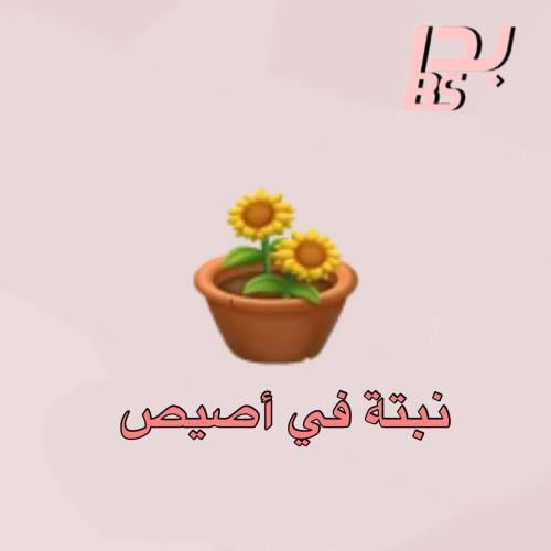 50 نبتة في أصيص
