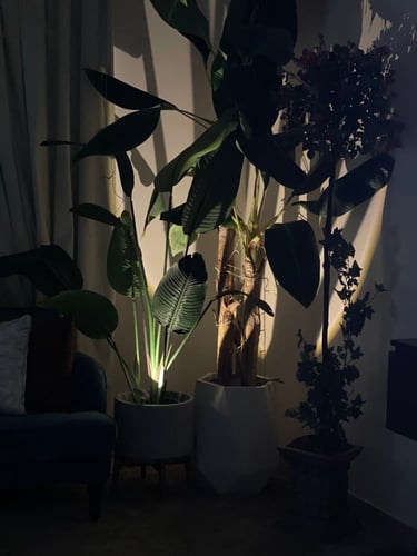 اضاءة للشجر واحواض الزرع بريموت بلوتوث (لون أبيض)