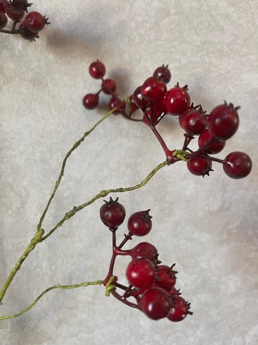 أغصان الكرز الحمراء