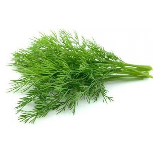 شبت