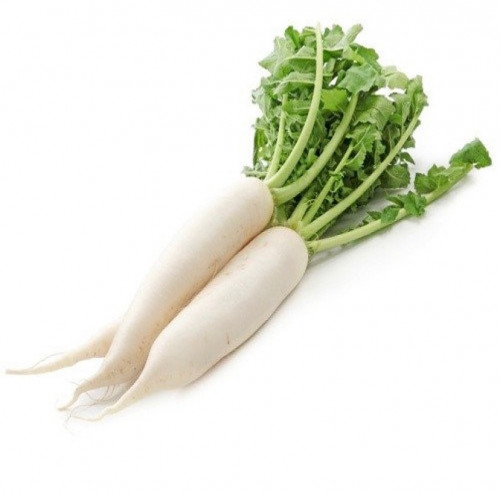 فجل ابيض