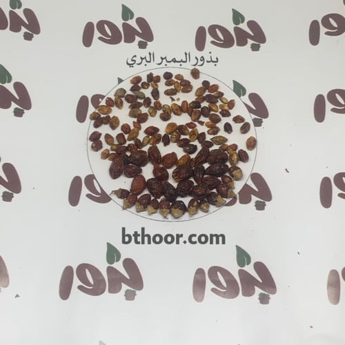 بذور البمبر البري (الإسحل) Cordia sinensis