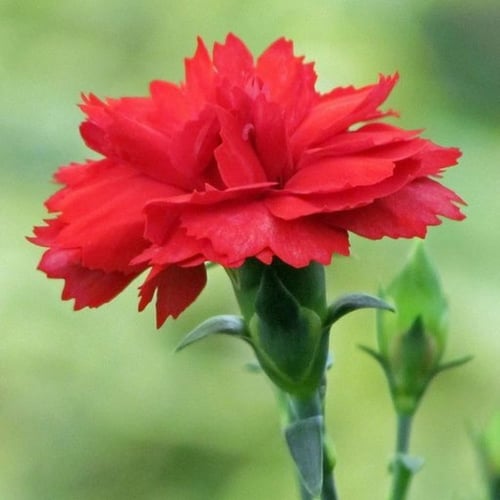 بذور زهرة القرنفل أحمر - Dianthus caryophyllus