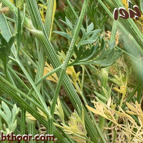 بذور عشبة الحزا جملة