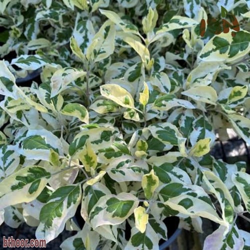 بذور شجيرة وايتكس المبرقشة-الفتيكس المبرقشة جملة