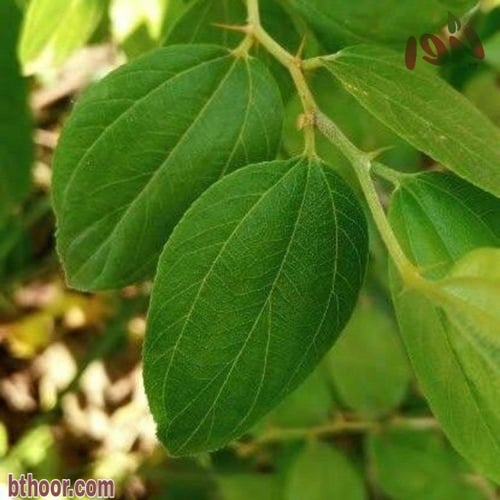 بذور سدر جبلي مقشور(1 Ziziphus spina-christi )