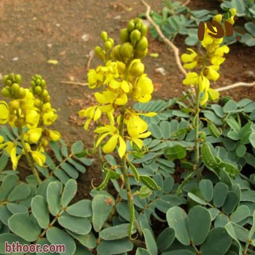 بذور نبات العشرق ( Senna italica )