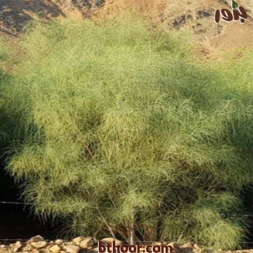 بذور البان العربي - جملة (Moringa Peregrina)
