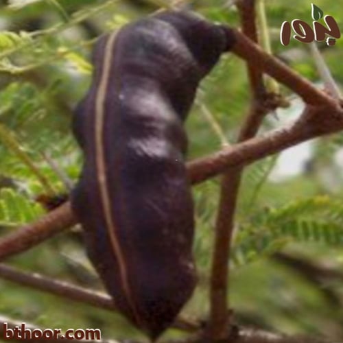 بذور طلح الفتنة -اكاسيا فرنسيانا (جملة)