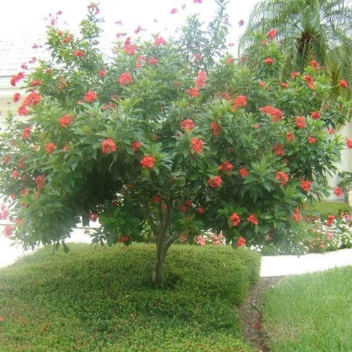 بذور شجرة الجاتروفا الحمراء - Jatropha integerrima