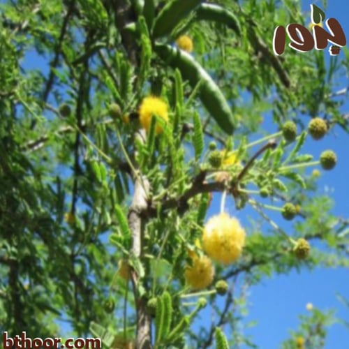 بذور طلح الفتنة -اكاسيا فرنسيانا (جملة)