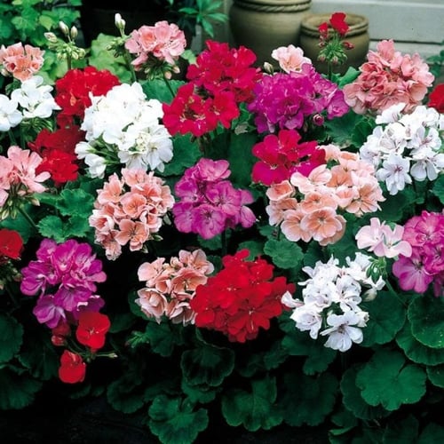 بذور زهرة الجيرانيوم ( geranium palladium )