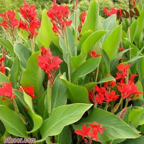 بذور الكنا الهنديه الحمراء جملة